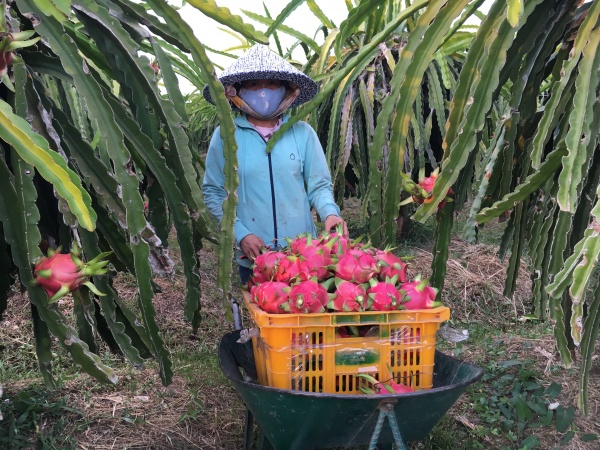 Climate resilient fruit sector Vietnam