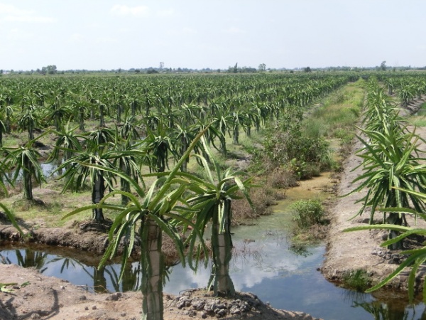 Export coaching Vietnamese fresh fruit