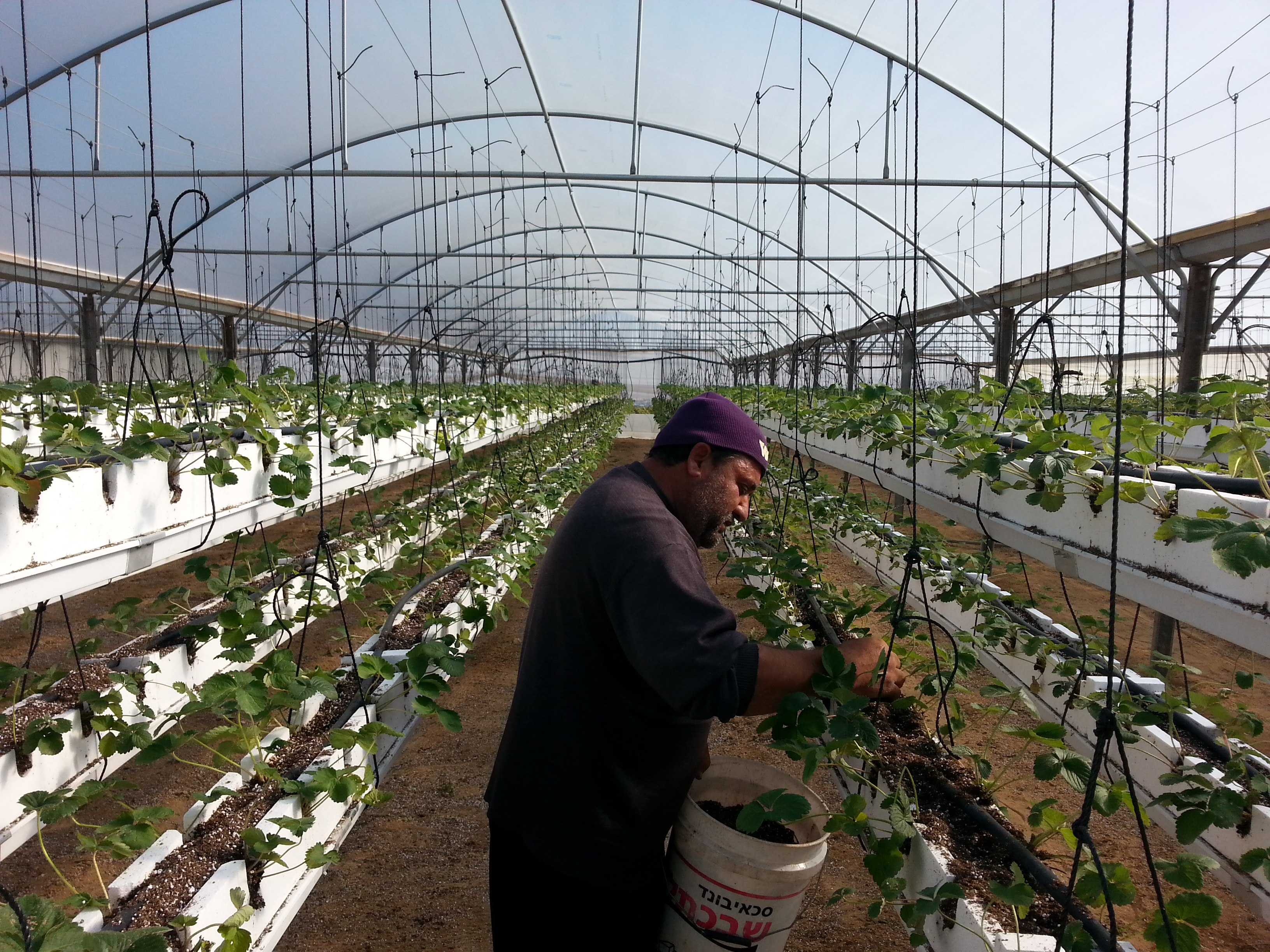 Marketing Palestine Crops