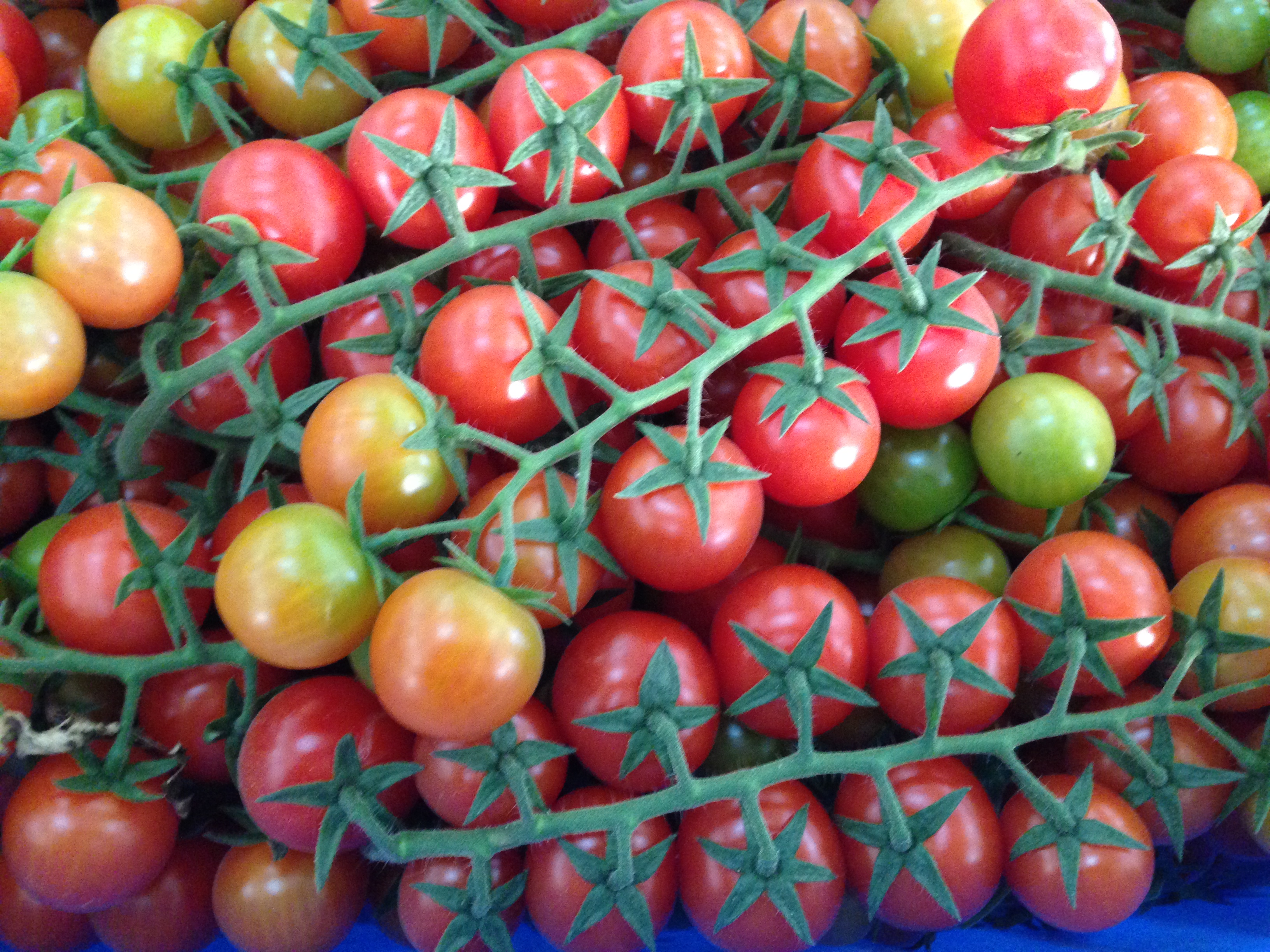 Marketing Palestine Crops