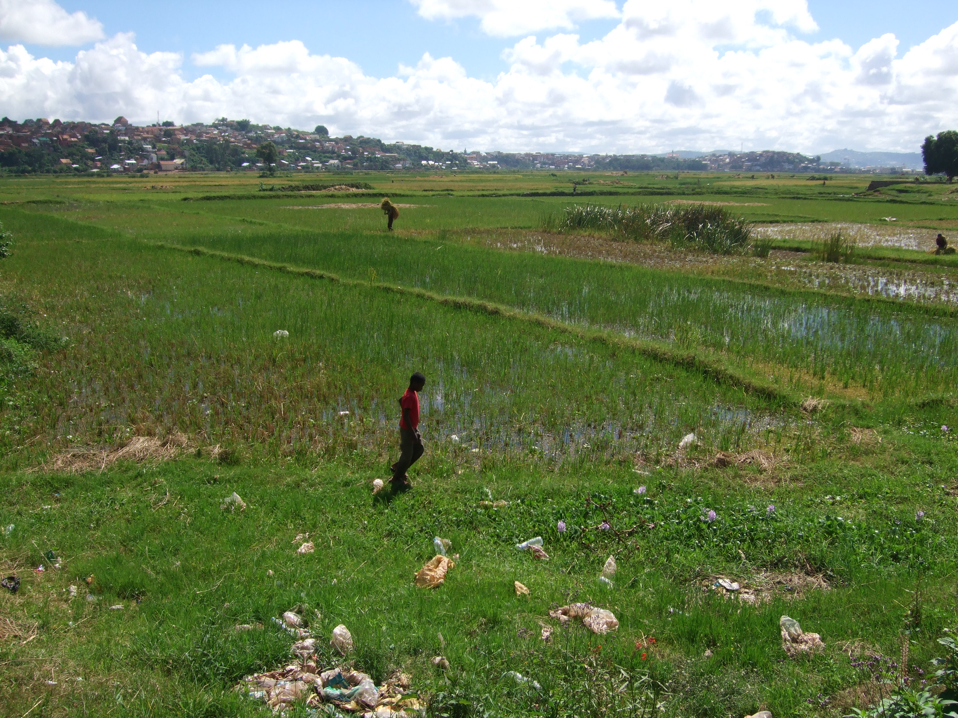 Madagascan fruits & vegetables