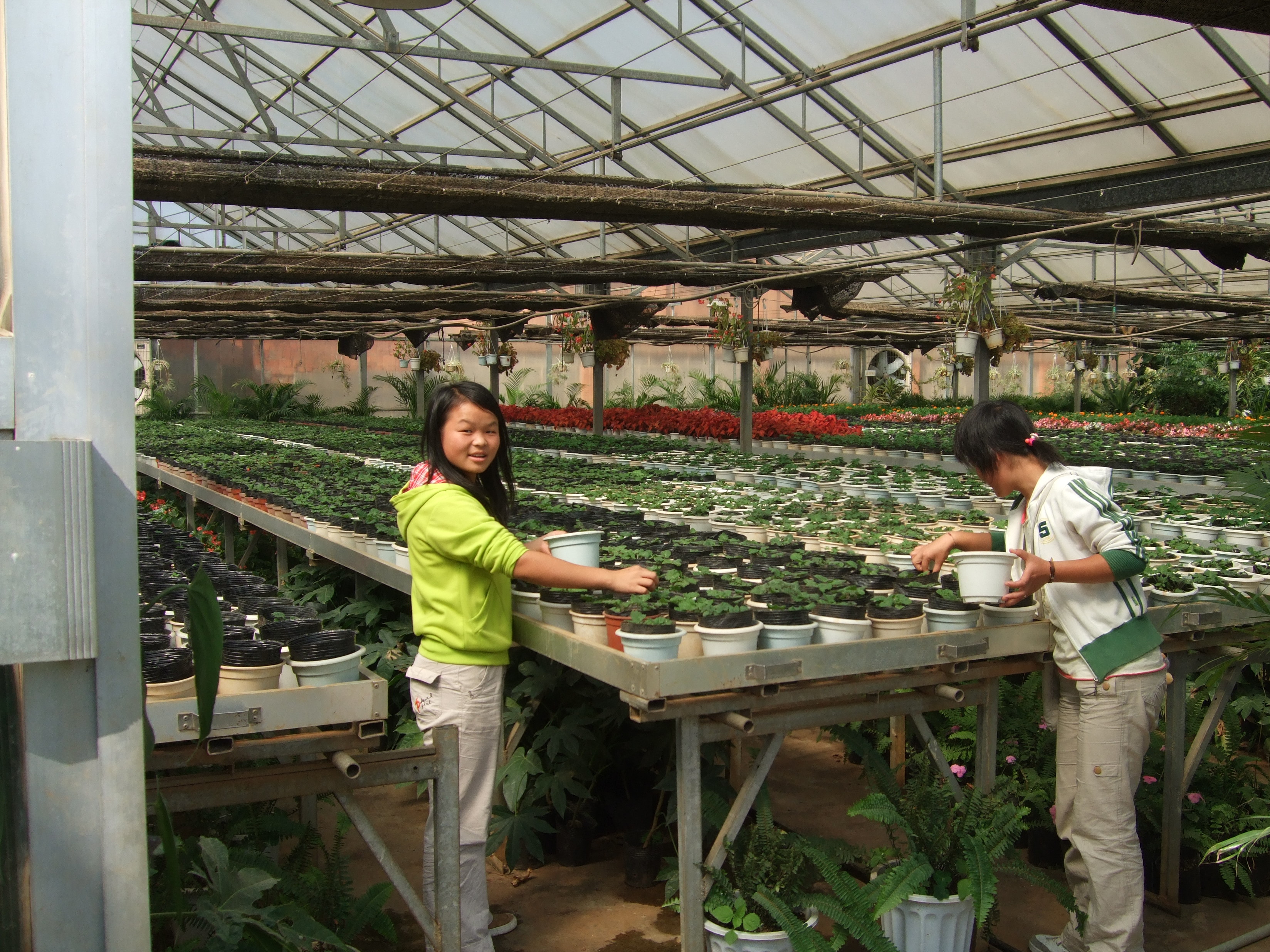 Chinese, Vietnamese, Thai floriculture