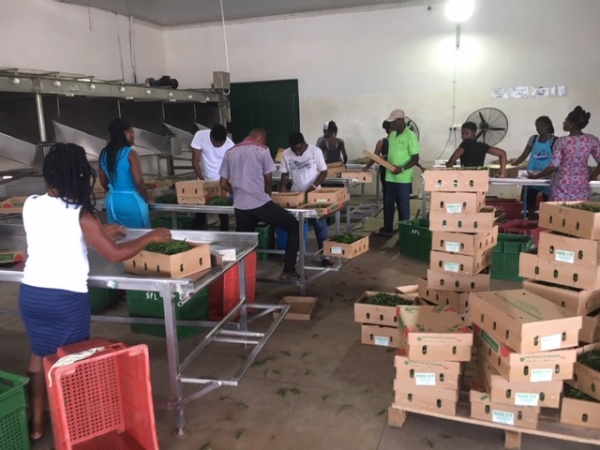 Sourcing fruit and vegetables in Ghana