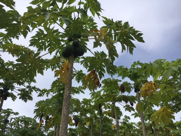 Sourcing fruit and vegetables in Ghana