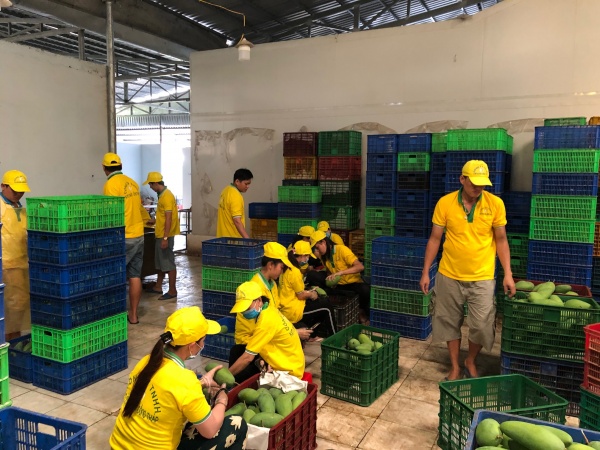 Climate resilient fruit sector Vietnam