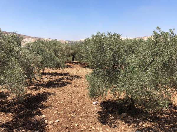 Innovating the value chain of Palestinian olives