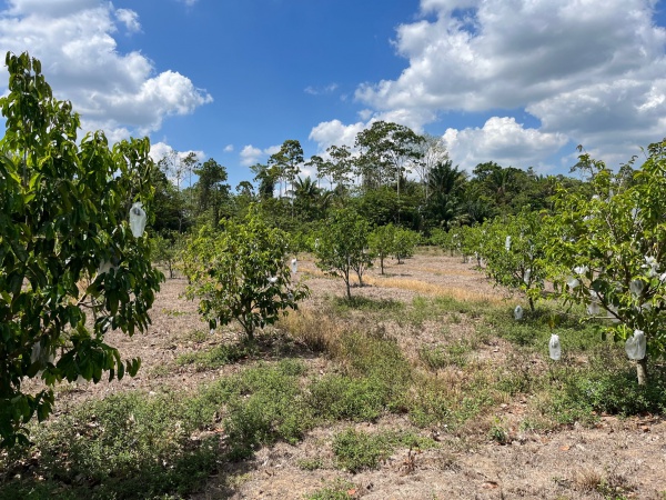 Establishing market linkages agri and food products Suriname