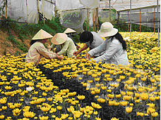 Chinese, Vietnamese, Thai floriculture