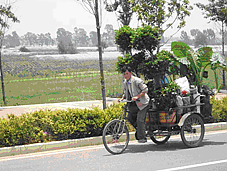 Chinese, Vietnamese, Thai floriculture