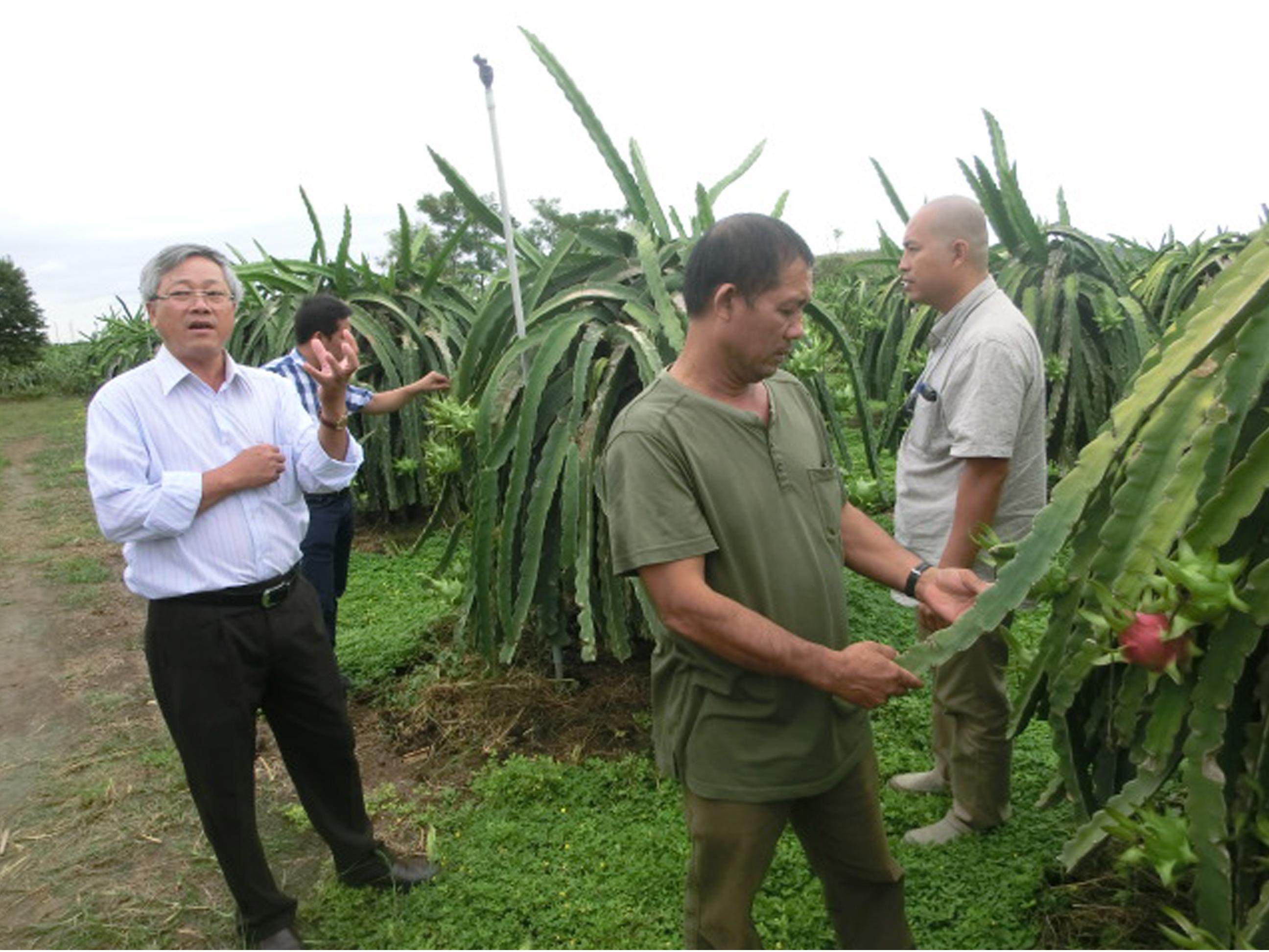 Export coaching Vietnamese fresh fruit