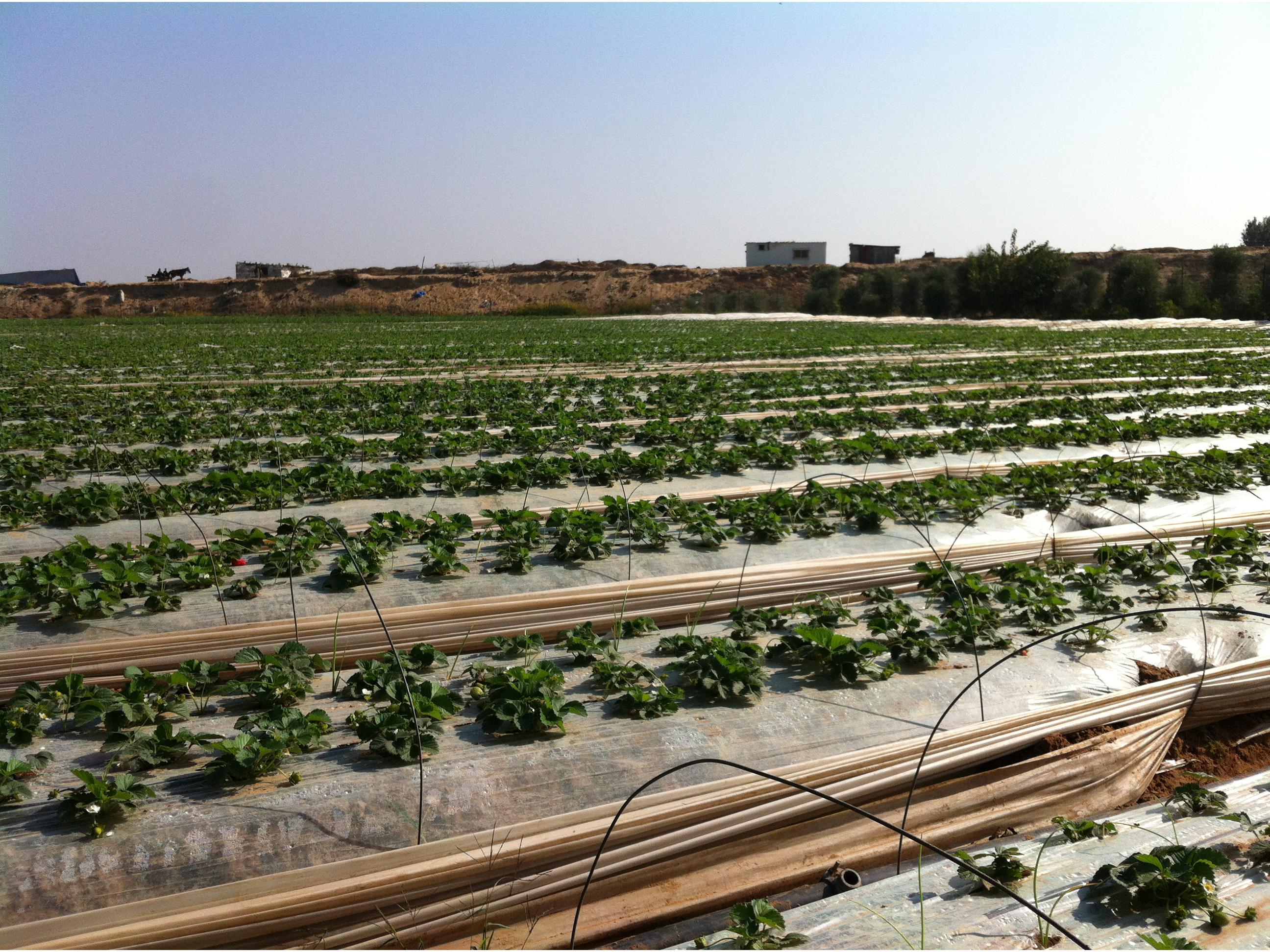 High Value Crops Gaza & West Bank