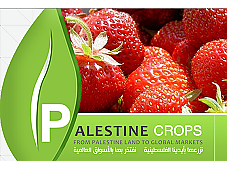 Marketing Palestine Crops